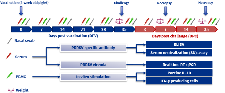 UNISTRAIN® PRRS: Administration sampling time