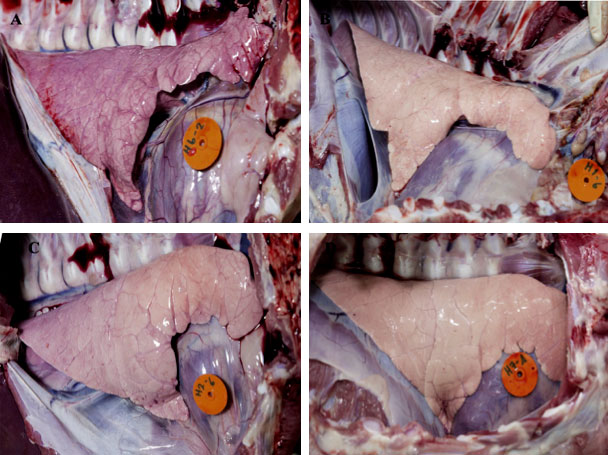 PRRS in Pigs: Lung lesion