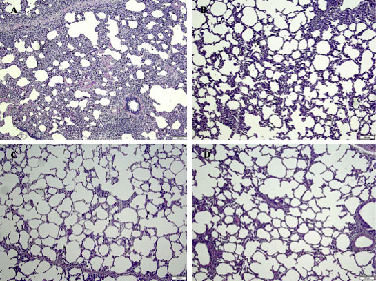 PRRS in pigs: Microscopic lung lesions