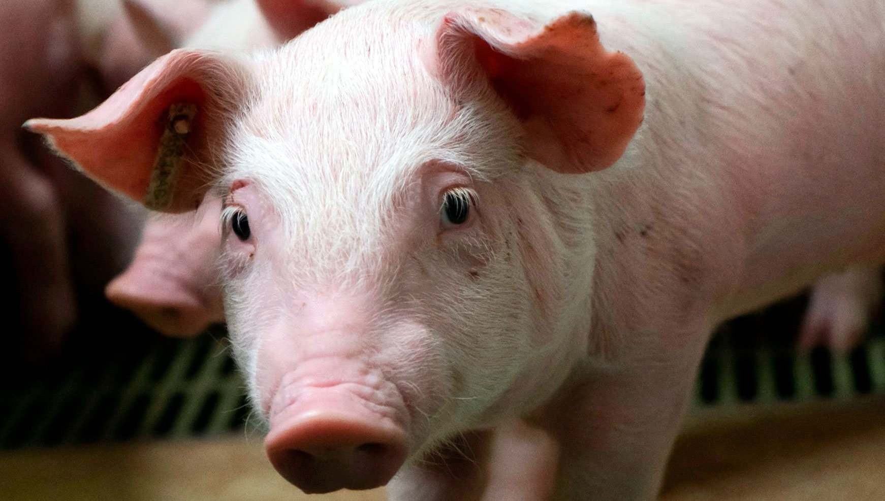 PRRSV immunization of pigs in multiorigin positive unstable fattening units: Is it better to vaccinate the pigs at the origin or at the arrival?
