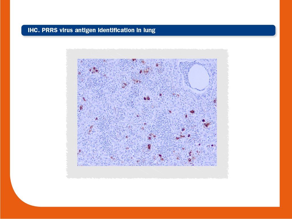 prrs virus antigen