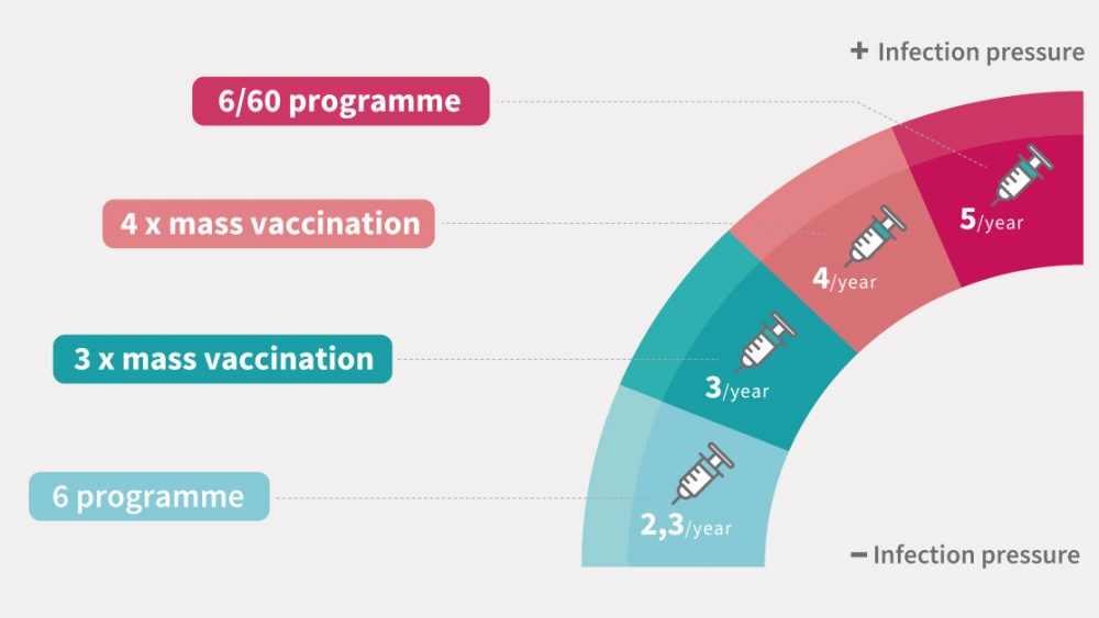 PRRS vaccination programs for sows