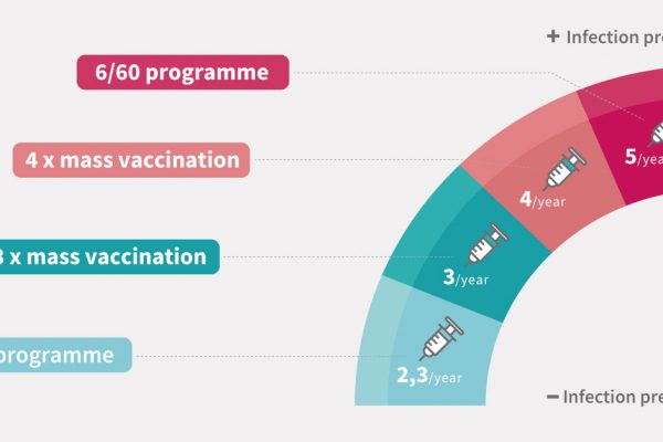 Programmi di vaccinazione anti-PRRS per le scrofe