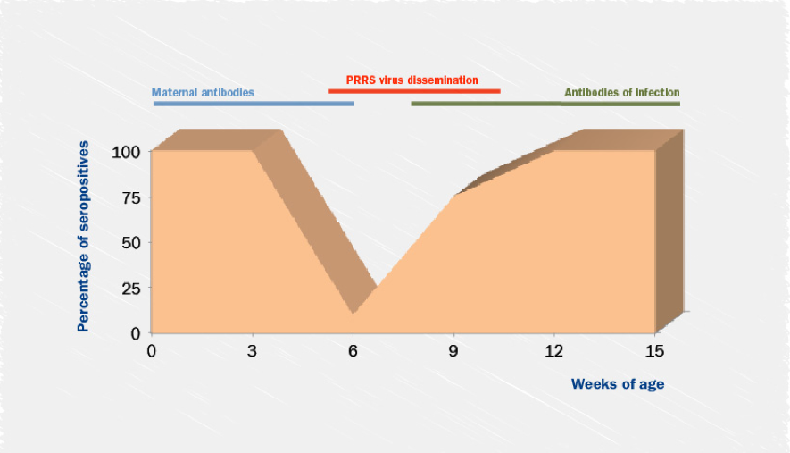PRRS virus Immune response development in piglets.