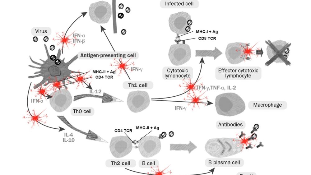 PRRS virus immune dysregulation on innate and adaptive immunity