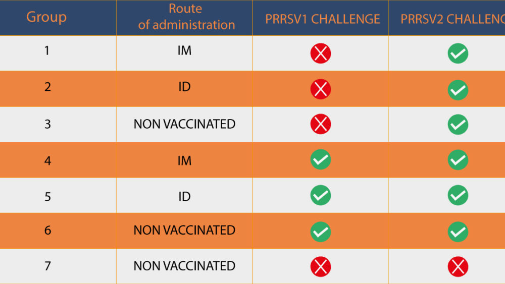 PRRS vaccination: Groups distribution of pigs during the study